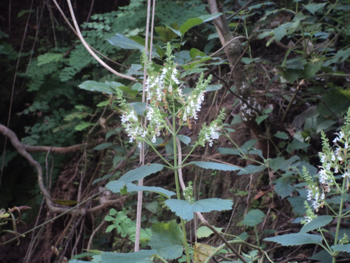 Teucrium heynei V.S.Kumar & Chakrab.